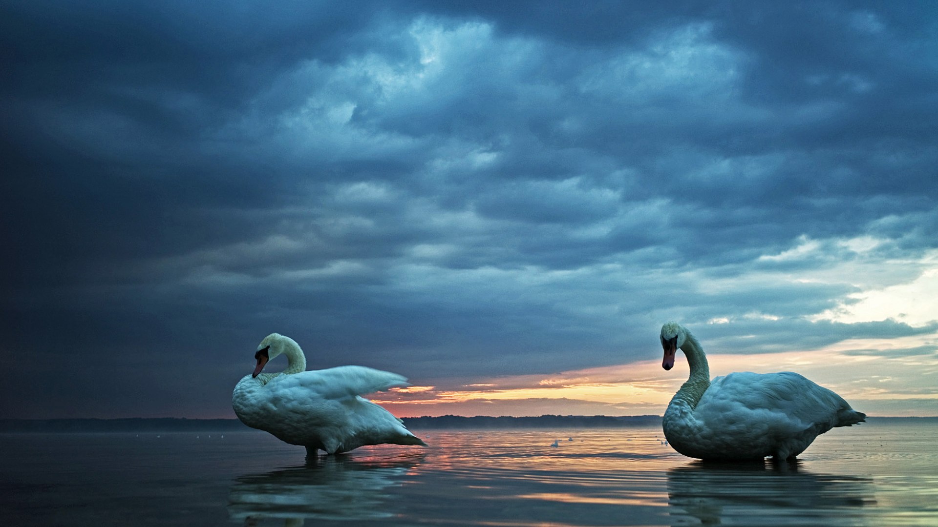 Schwanenpaar in der Abendsonne